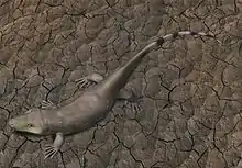 Tseajaia, a diadectomorph