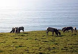 Tule elk grazing by the seaside