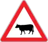 Domestic Animals can be cross on the road