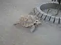 A spur-thighed tortoise