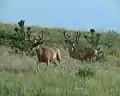 Two mule deer grazing