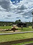 Dromedary camel's habitat in the zoo (2020)