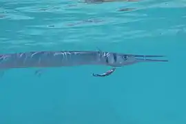 Houndfish (Tylosurus crocodilus)