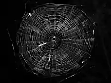 A typical orb web constructed by an Araneus (family Araneidae) spider