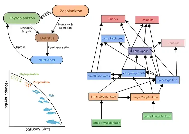 &nbsp;&nbsp;&nbsp;&nbsp;&nbsp; Upper left: Biogeochemical models &nbsp;&nbsp;&nbsp;&nbsp;&nbsp;&nbsp;&nbsp;&nbsp;&nbsp;&nbsp;&nbsp;&nbsp;&nbsp;&nbsp;&nbsp;&nbsp;&nbsp;&nbsp;&nbsp;&nbsp;&nbsp;&nbsp; Right: Ecosystem models&nbsp;&nbsp;&nbsp;&nbsp;&nbsp; Lower left: Size-spectra modelsThese models also have temporal and spatial components.