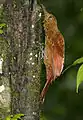 Climbing posture, Tandayapa Valley, Ecuador