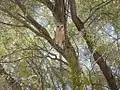 Barn owl on Angas Downs IPA, NT