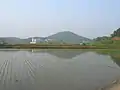 Ujeong-eup Town Hall seen from across rice fields