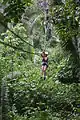 Image 11Zip-lining in the jungles of Belize (from Tourism in Belize)