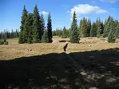 The trail through Fall Creek Basin.