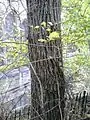 Bark of Cornish elm, Calton Hill Park, Edinburgh
