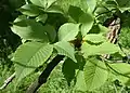 U. castaneifolia leaves in the Botanischer Garten, Berlin-Dahlem
