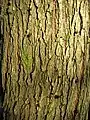 Bark of 18-year-old tree
