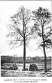 'Belgica' near Rochefort, Belgium (1904), 9 feet (2.7&nbsp;m) in girth at 48 years : p.1871 