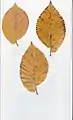From same trees. Length 5–6&nbsp;in (13–15&nbsp;cm) from petiole-end to leaf-tip, width 2.5–3&nbsp;in (6.4–7.6&nbsp;cm).