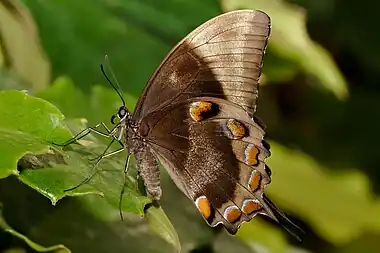 Image 19Papilio ulyssesPhoto credit: Fir0002The Ulysses Butterfly (Papilio ulysses) is a large Australian swallowtail with a wingspan of about 14&nbsp;cm (5.5&nbsp;in). The top of the butterfly’s wings are an iridescent electric blue; the underside is a more subdued black and brown coloration. When the butterfly is perched the intense blue of its wings is hidden (as seen here), helping it to blend in with its surroundings.More selected pictures