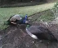 Blue peafowls at Umdoni Bird Sanctuary.