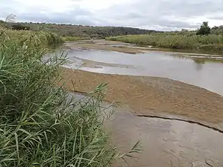 Flowing, flanked by giant and common reed
