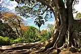 The large Moreton Bay fig is a Champion Tree and one of the largest trees in South Africa.