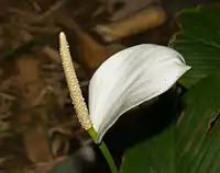 Zantedeschia or Calla lilly