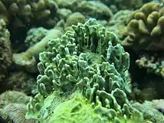 Lamellodysidea herbacea ?