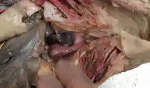 Image 10A dissected view of the unique four-chambered heart of the sharkChambers: Sinus Venosus, Atrium, Ventricle, Conus Ateriosus (from Shark anatomy)