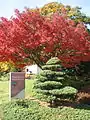 Entry to the National Bonsai & Penjing Museum, U.S. National Arboretum
