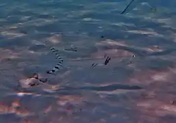 Striped goatfish (Upeneus taeniopterus)