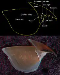 Side view of the upper beak from the same specimen (2.7&nbsp;mm URL)