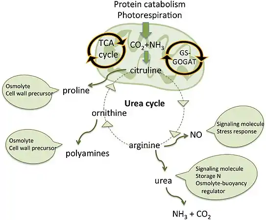 Mitochondrial urea cycle in a generic diatom cell and the potential fates of urea cycle intermediates 