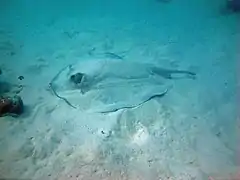 Porcupine stingray (Urogymnus asperrimus)