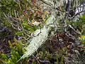 Usnea near the peak