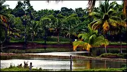 Vadavannur rice fields