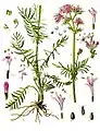 19th-century illustration of Valeriana officinalis