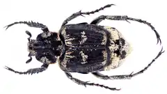 Mounted specimen of a male.