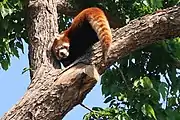 Red panda