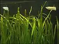 Vallisneria gigantea in a tropical fish tank (with freshwater halfbeaks, Nomorhamphus liemi)