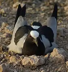 Nesting in a road in Kenya