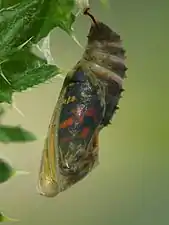 Pupa