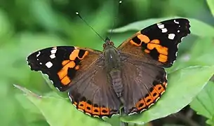 Vanessa indica,Indian red admiral