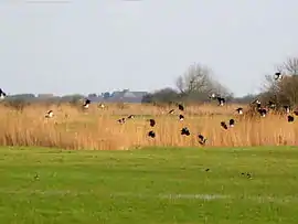 Lapwings in the marshes