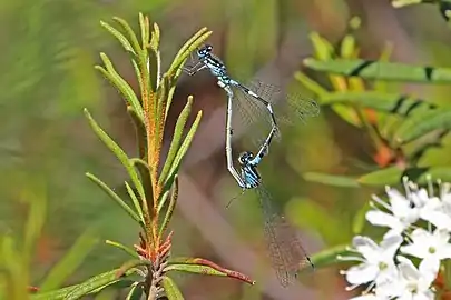 matingwith female blue form