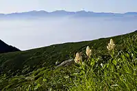 Veratrum stamineum in the mountains of Japan