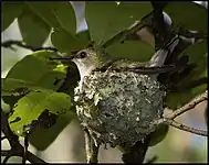 On nest