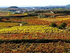 A vineyard of Rioja (wine).