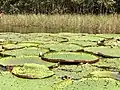 Giant water lilies in the Amazon basin near Manaus, Brazil