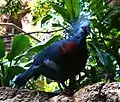Victoria crowned pigeon at Central Park Zoo, NYC, New York