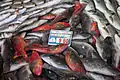 Several males and females on sale at a fish market in Playa Blanca, Lanzarote, Canary Islands, Spain