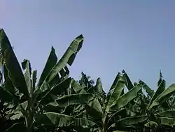 Banana Plantations near Ravulapalem,Gopalapuram