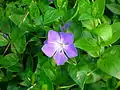 Vinca major